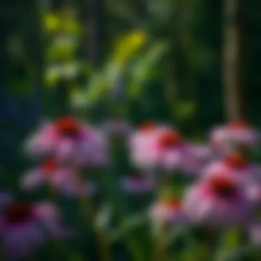 Magnificent Echinacea Properties: Exploring the Benefits and Uses Magnificent Echinacea Properties: Exploring the Benefits and Uses