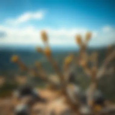 Magnificent Exploring Creosote Bush Seeds: A Comprehensive Examination Magnificent Exploring Creosote Bush Seeds: A Comprehensive Examination