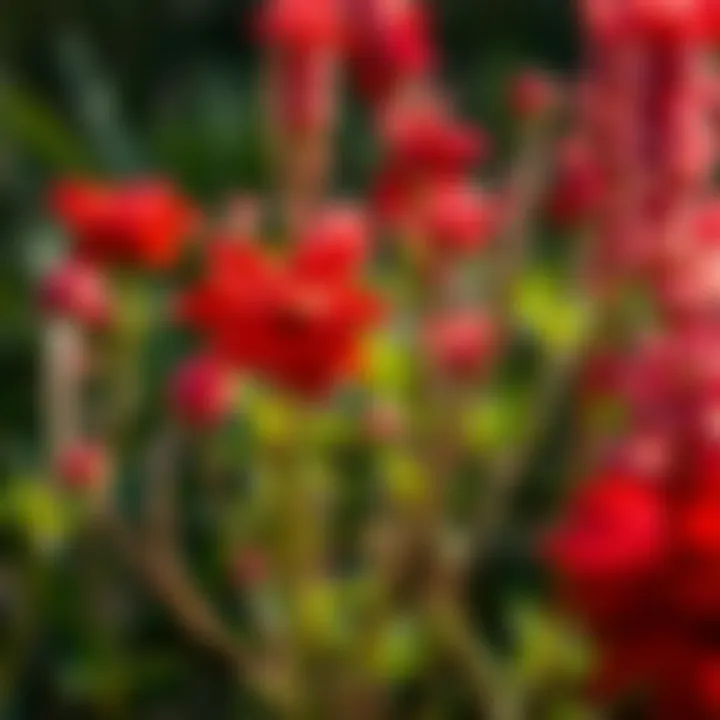 Magnificent Exploring the Diversity and Significance of Wild Red Flowers