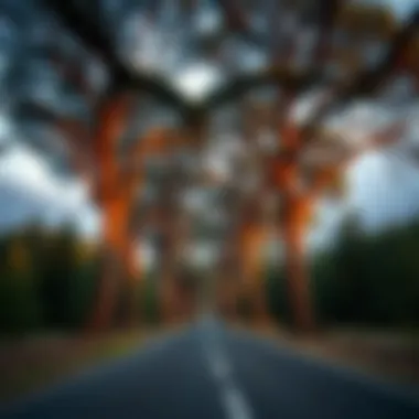 Magnificent Exploring the Magnificence of Drive-Through Trees