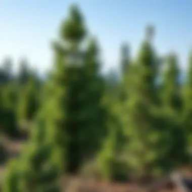 Magnificent Exploring Upright Juniper Varieties for Sustainable Forestry