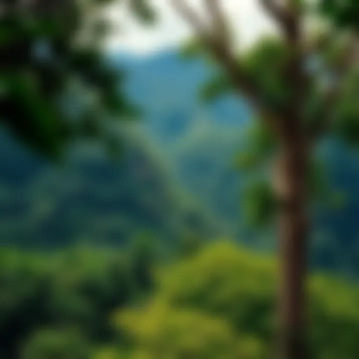 Magnificent Human Impact on Tropical Rainforests: An In-Depth Exploration