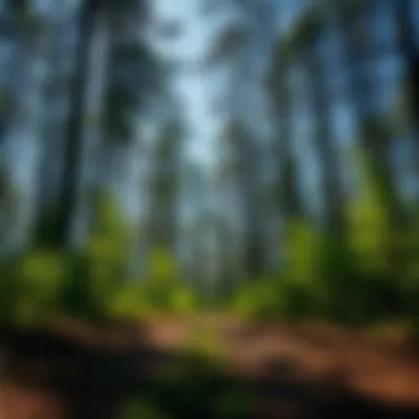 Magnificent Strategies for Carbon Dioxide Removal from the Atmosphere Magnificent Strategies for Carbon Dioxide Removal from the Atmosphere