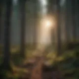 A serene forest illustrating sustainable practices