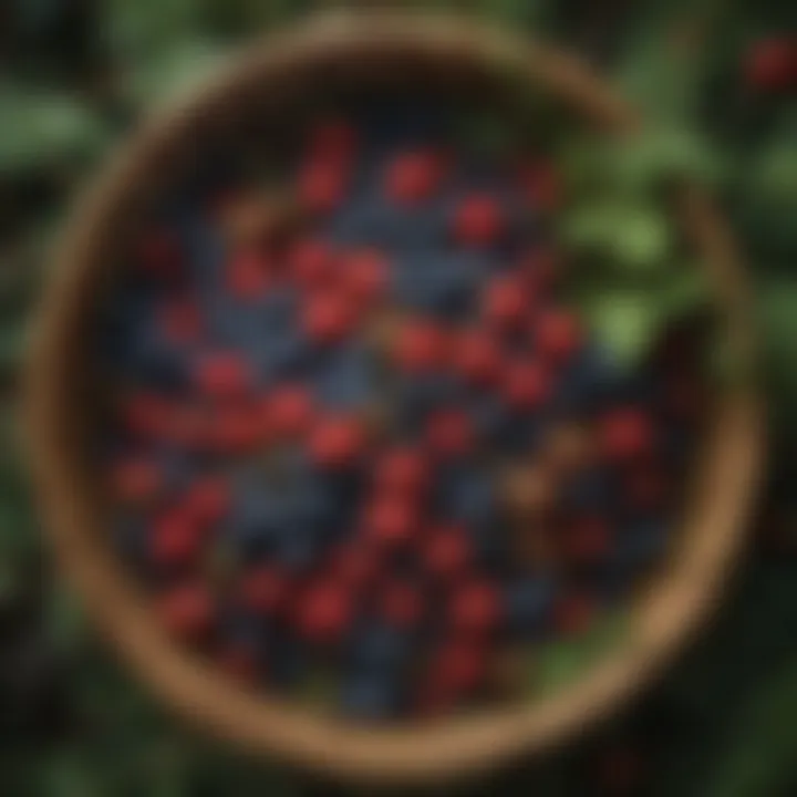 A vibrant display of foraged Pacific Northwest berries in a woven basket