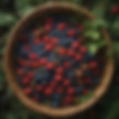 Foraged Delights of the Pacific Northwest A vibrant display of foraged Pacific Northwest berries in a woven basket