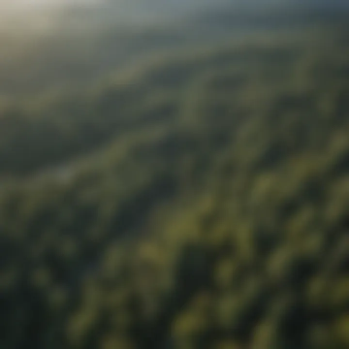 Aerial view of forest with managed and unmanaged areas