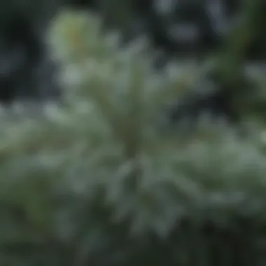 Close-up of snowflakes on pine needles highlighting unique snowfall patterns.