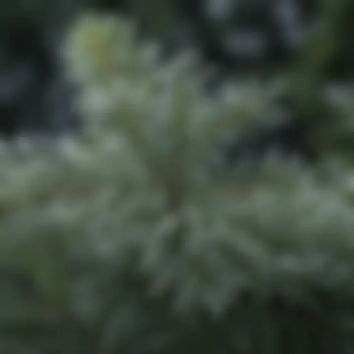 Close-up of snowflakes on pine needles highlighting unique snowfall patterns.