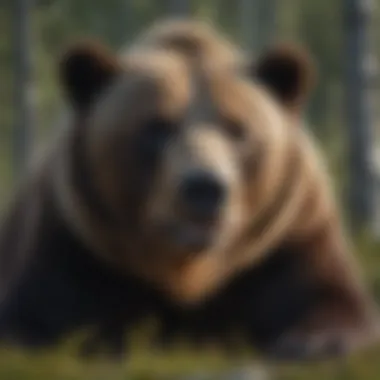 Majestic Bear in the Canadian Wilderness Majestic bear roaming in the wilderness of Canada