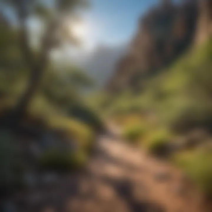 Lush landscape of the Chiricahua Mountains