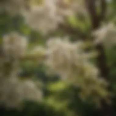 Black Locust Blossoms and Pollinators Black locust blossoms attracting pollinators