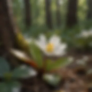 Natural habitat of bloodroot showcasing forest biodiversity