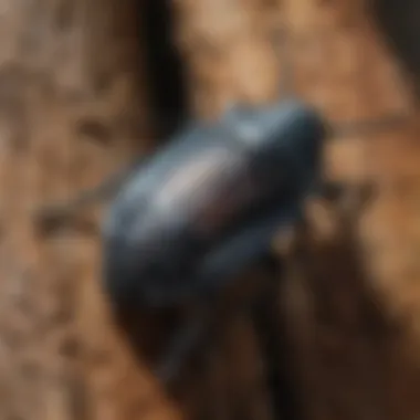 Detailed view of a boring beetle on tree bark