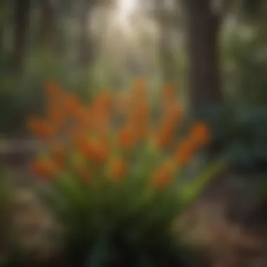 Sustainable Cultivation of Butterfly Milkweed Cultivation tips for butterfly milkweed in sustainable gardens