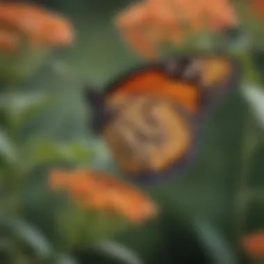 Monarch Butterfly Feeding on Milkweed Close-up of monarch butterfly on butterfly milkweed flowers