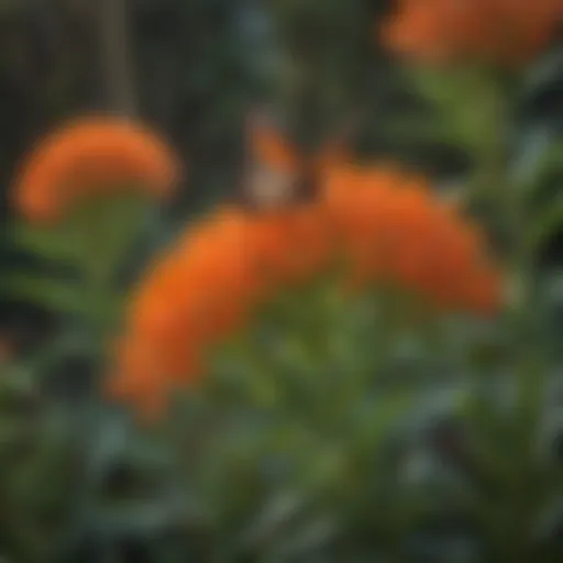 Vibrant butterfly milkweed in a natural Florida habitat