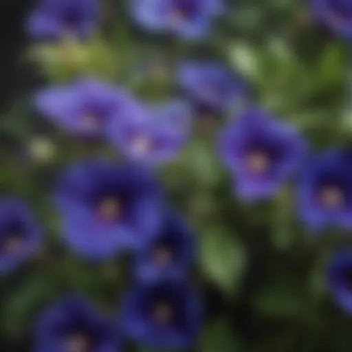 Close-up of vibrant butterfly pea flowers showcasing their rich blue color