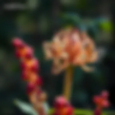 Endangered Flora: A Closer Look A close-up of an endangered California plant species