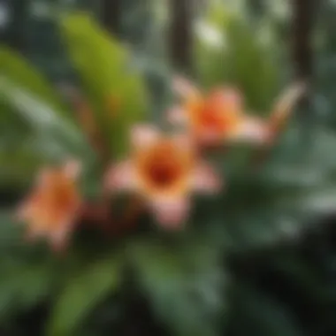 Unique Adaptations: A Close-Up of Hawaiian Flora A close-up of a Hawaiian plant highlighting its unique adaptations