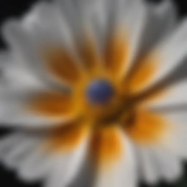 Close-up of a delicate wildflower showcasing its intricate petals