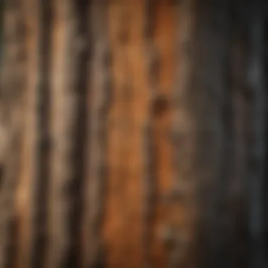 Close-up of tree bark highlighting its textures and patterns