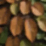 Close-up view of apple tree leaves affected by rust disease