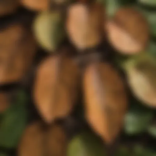 Close-up view of apple tree leaves affected by rust disease