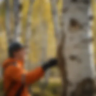 Assessing a Birch Tree A professional assessing a birch tree for removal