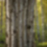 A healthy birch tree in a forest