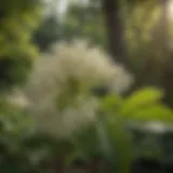 Blooming elderberry flowers in a garden setting