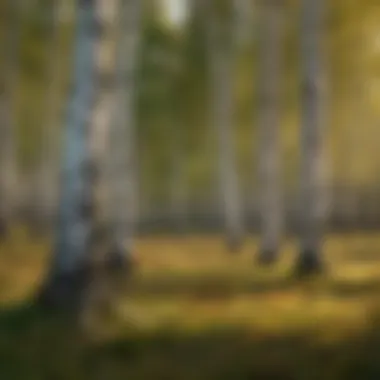 Aesthetic birch trees enhancing the landscape Beautiful birch trees in a serene landscape