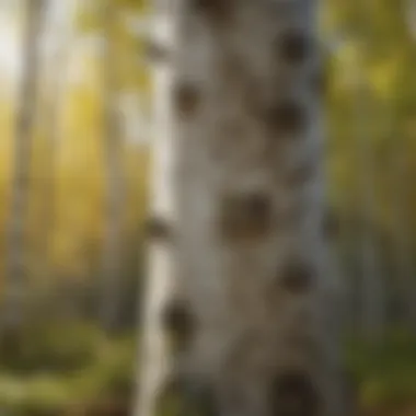 Thriving birch tree symbolizing successful planting Healthy birch tree thriving in its environment