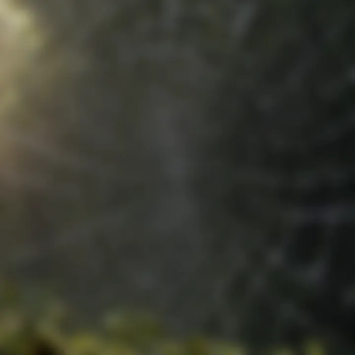 Web of a spider showcasing its intricate structure