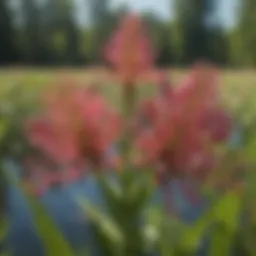 Marsh Milkweed in bloom attracting pollinators