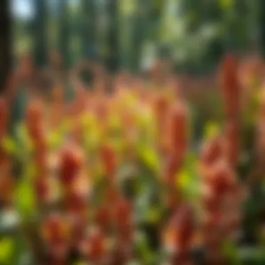 Healthy plants thriving with copper application