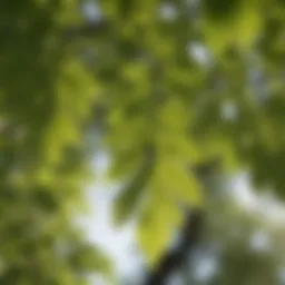A close-up of healthy ash tree leaves