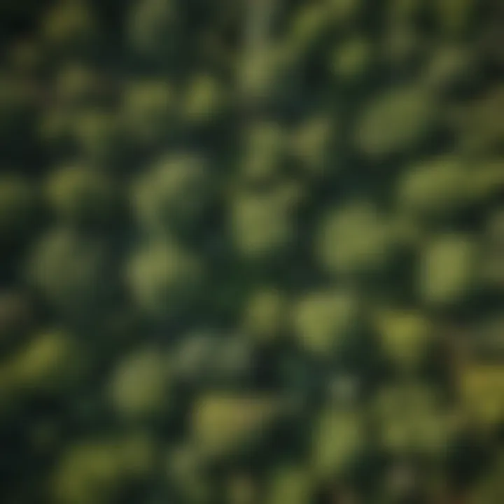 Aerial view of a lush forest showcasing diverse tree species.