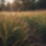 A diverse range of Australian grasses in their natural habitat