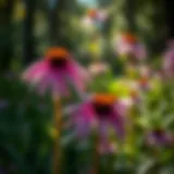 Echinacea Properties: Exploring the Benefits and Uses Introduction