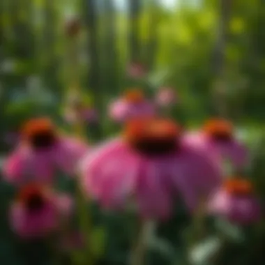 Notable Echinacea Properties: Exploring the Benefits and Uses Notable Echinacea Properties: Exploring the Benefits and Uses