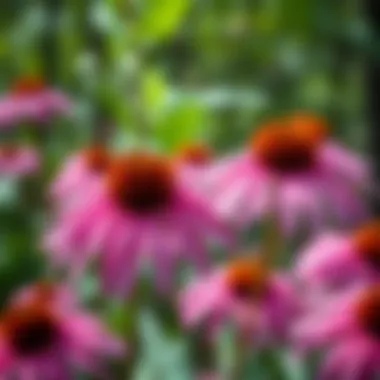 Echinacea Properties: Exploring the Benefits and Uses Summary Echinacea Properties: Exploring the Benefits and Uses Summary