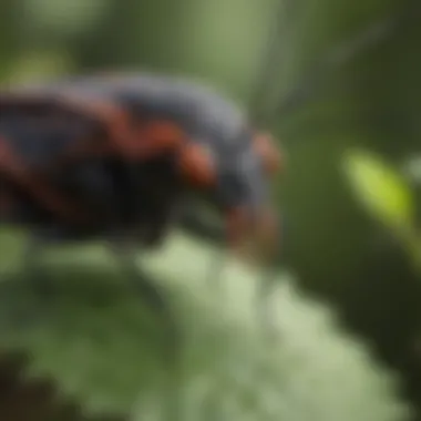 Close-up of a boxelder bug on a leaf