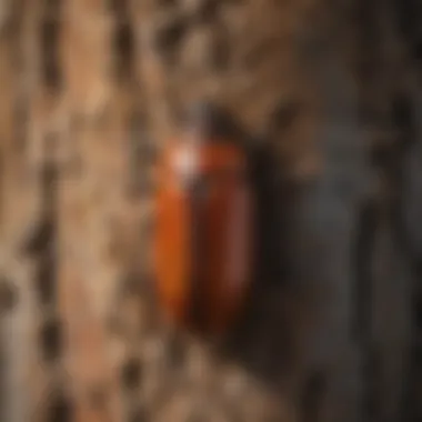 Close-up view of an elm beetle on tree bark