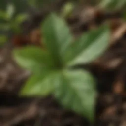 Close-up view of poison ivy leaves