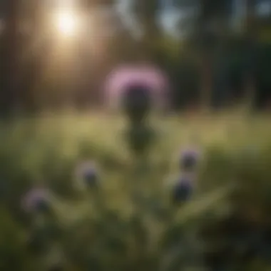 Chemical treatments used for thistle control