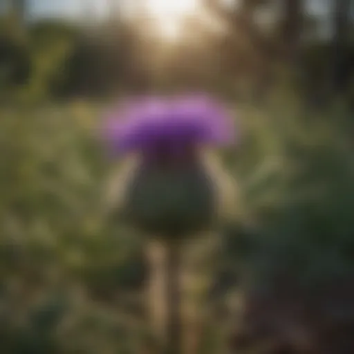 Vibrant Texas thistle in its natural habitat