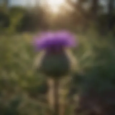 Texas Thistle in Natural Habitat Vibrant Texas thistle in its natural habitat