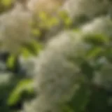 Close-up of elderberry flowers showcasing delicate white blooms