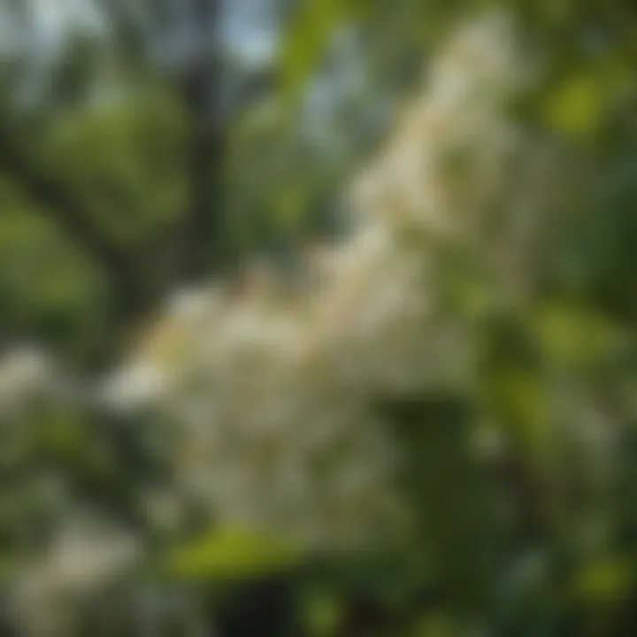 Elderberry flowers attracting pollinators such as bees
